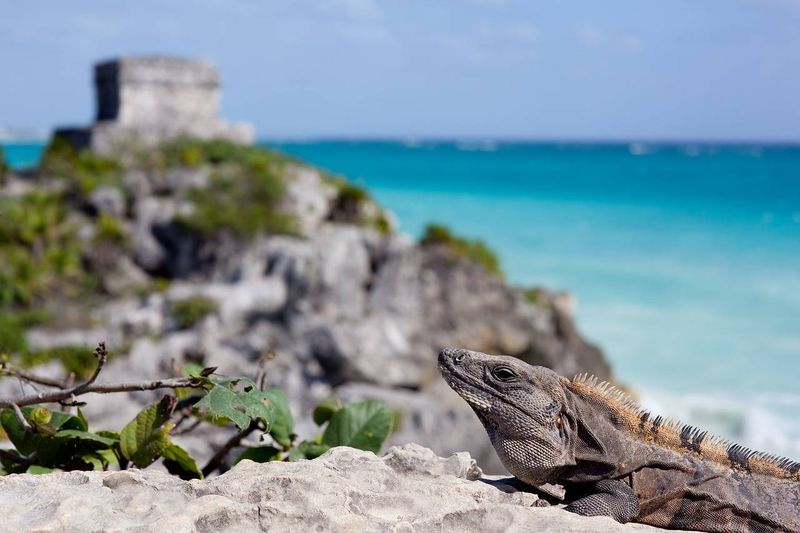 Tulum site Maya en bord de plage - Yucatan, Mexique