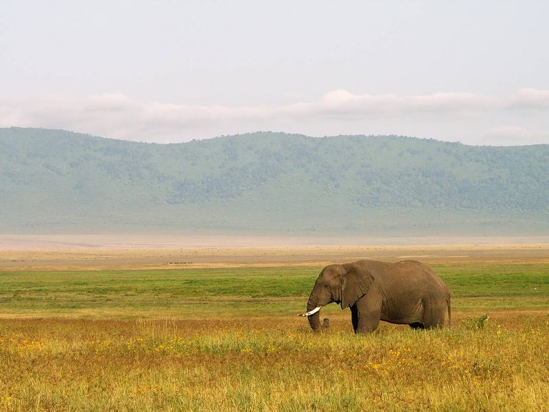 VOYAGE EN TANZANIE - Les grands parcs du nord (version charme)